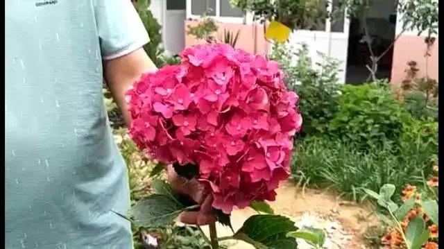 Don't spend any more money on hydrangeas. If you insert a branch at random, dozens of pots will open up hundreds of big bouquets.