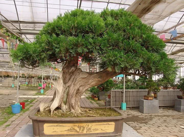 Southerners raise bonsai in a random pot, two or three thousand or even tens of thousands of northerners can't even compare with a fraction of it.