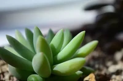 Succulent leaves are dry. Don't throw a trick to make you have a succulent old pile.