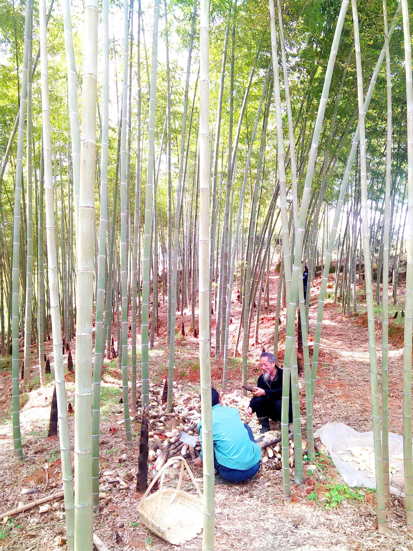 The bamboo that Grandpa planted ten years ago came out with a knife. Everyone said that he was skillful.