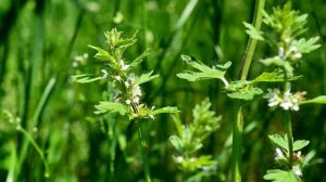 The difference between the Summer Solstice grass and motherwort