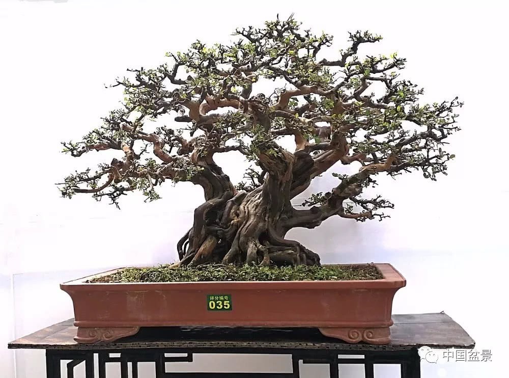 Enjoy and play with bonsai: all beauty comes from a grateful heart