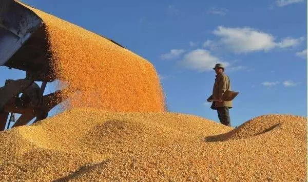 Is there still a guarantee for the people's rice bowls when the output of summer grain and autumn grain is reduced?