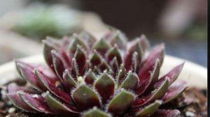 What's the difference between curly silk and purple peony meat?