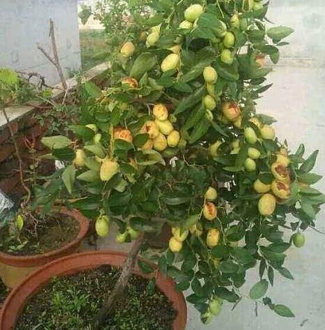 Potting a jujube tree on the balcony is easy to raise and means a lot of fruit in the coming year.