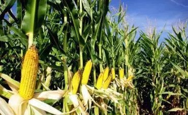 Are there any drought-resistant and lodging-resistant maize seed types?