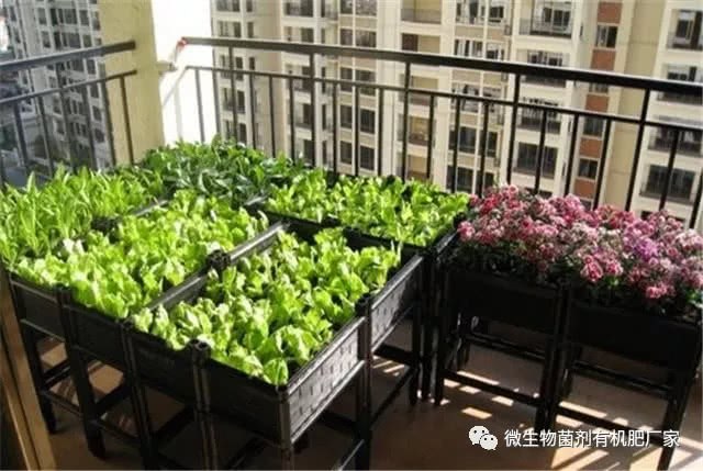 Are the vegetables on the balcony thin and yellow? Spray this water instantly green and sturdy.