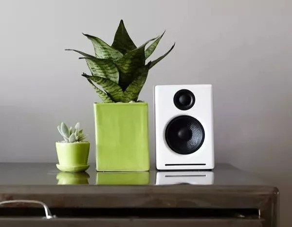 Eight kinds of indoor plants that can grow well in urban apartments can adapt to low light and drought.