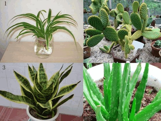 Families grow flowers and choose them. These 16 kinds of green plants have the strongest air purification ability and the most beautiful water supply.