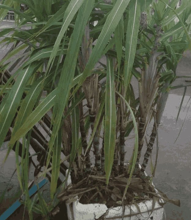 Throw away the unwanted foam boxes and use them to grow vegetables on the balcony, which is enough for the whole family to eat for a year.