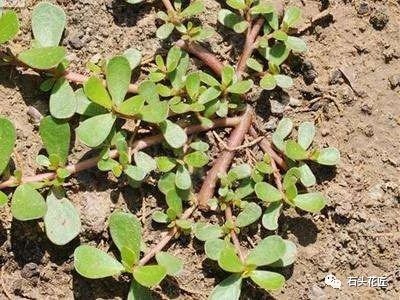 Two kinds of longevity grass pull several balconies and grow into potted blood pressure-lowering drugs in 30 days.