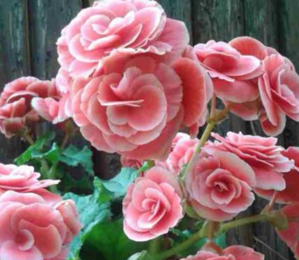 Raise Rieger Begonia in autumn and winter. Beautiful plant shape, high ornamental value, high flowering until your visual fatigue.