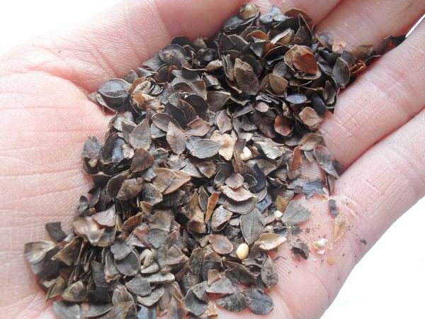 Skillfully use buckwheat husk as fertilizer and spread a handful of raised flowers to grow up.