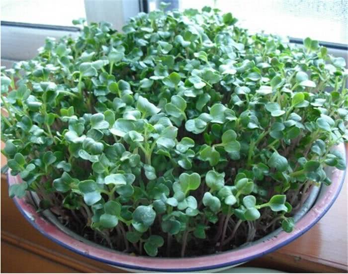 August balcony potted plants, this kind of vegetable soiled grow a piece of rapid growth, 15 days on the table