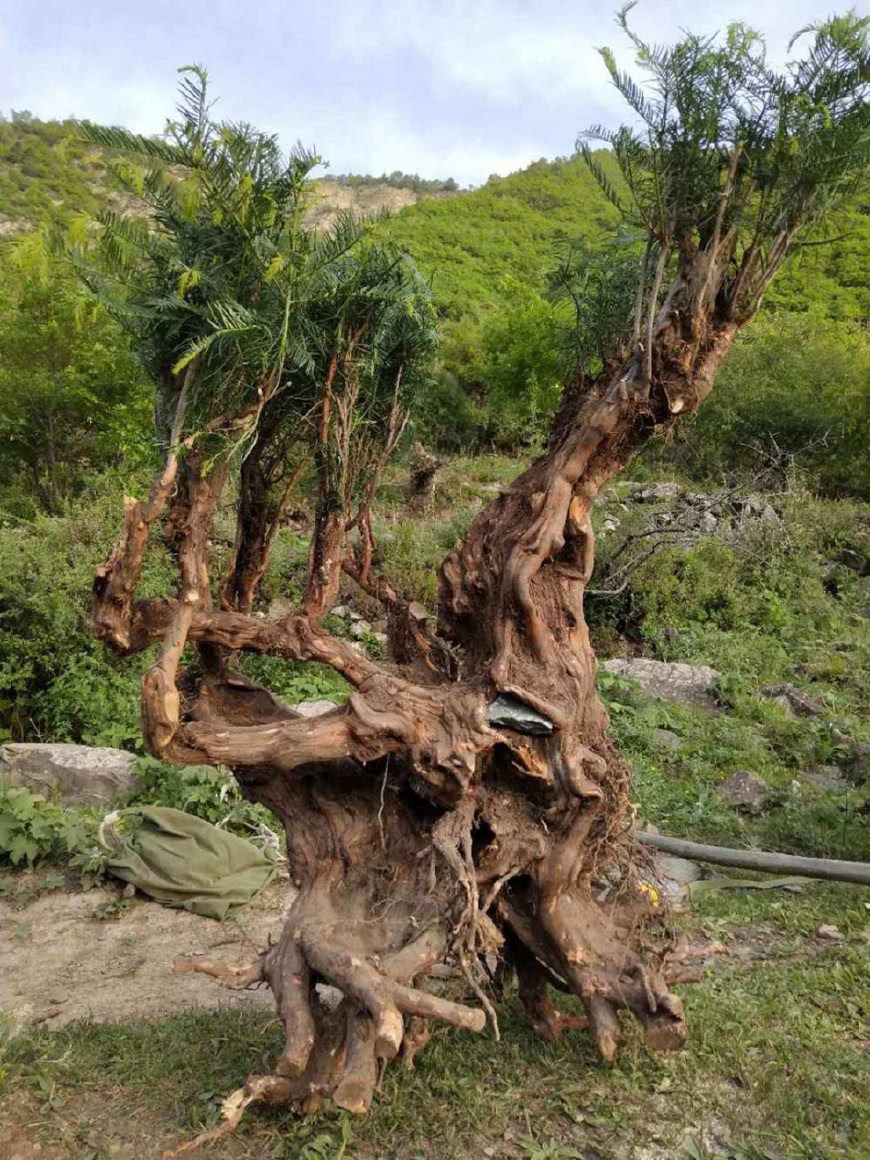 My cousin dug up a bonsai stake that looked like a yew and was almost eaten by the forest ranger.