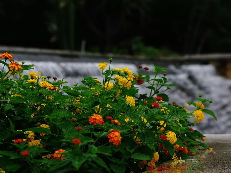 5-year-old flowers are kept alive throughout the year.