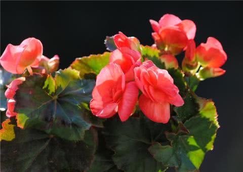 Begonia is raised in this way and blossoms continuously throughout the four seasons.