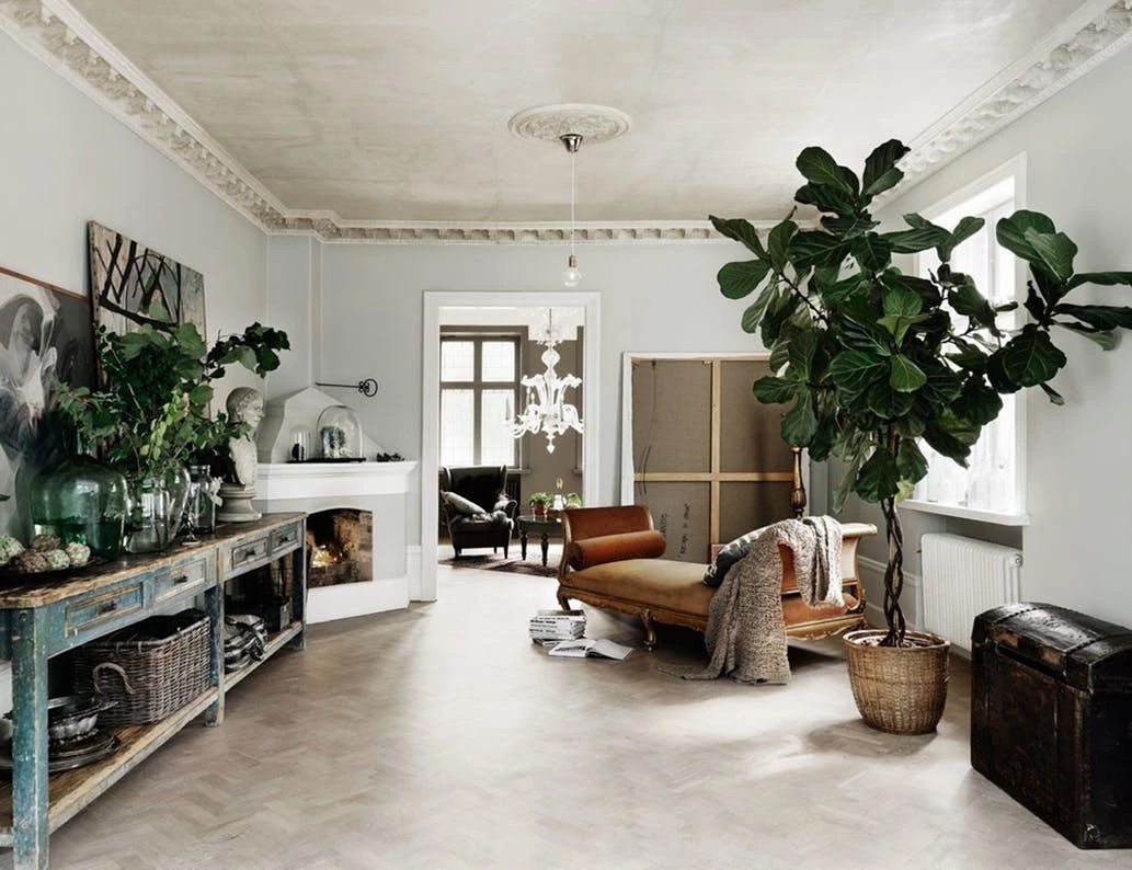 Some of the 10 large potted plants raised in living rooms and conference rooms can grow to the ceiling.