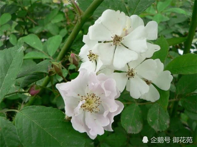 Roses grow six meters a year and flower buds bloom into flower walls