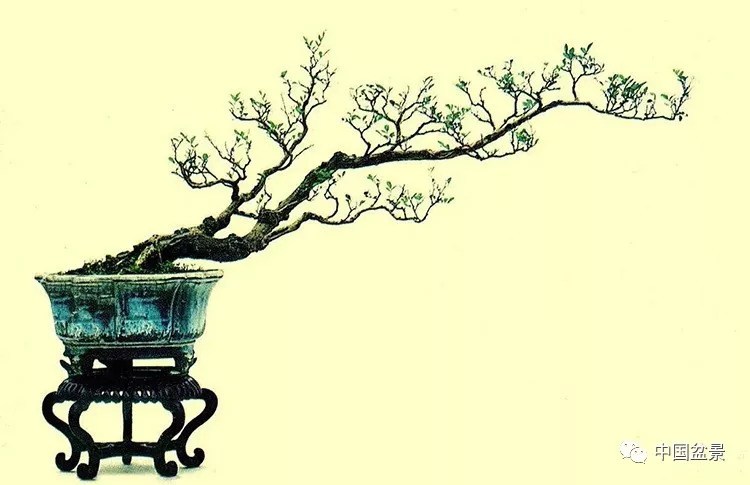 There is a plain Renying in the small garden, and one by one there are bonsai in Suzu Renge.