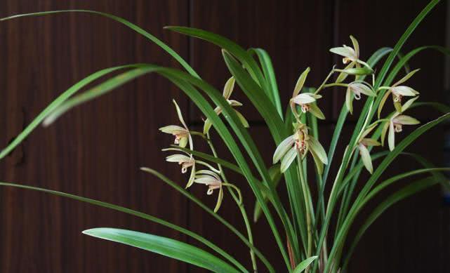 How many times a year does an orchid blossom? The result surprised you.