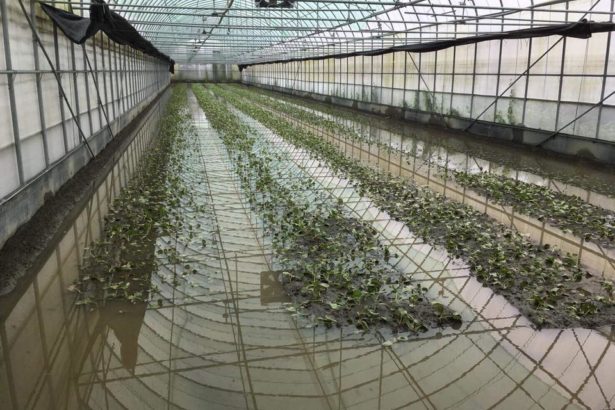 Torrential rain bombed farmland! Peanuts and melons were seriously injured and chickens and pigs suffered, and farmers were encouraged to 