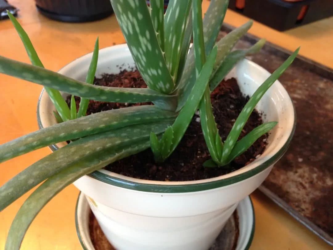 Several skills you need to pay attention to if you want to raise potted aloe vera, the best secret of indoor maintenance.