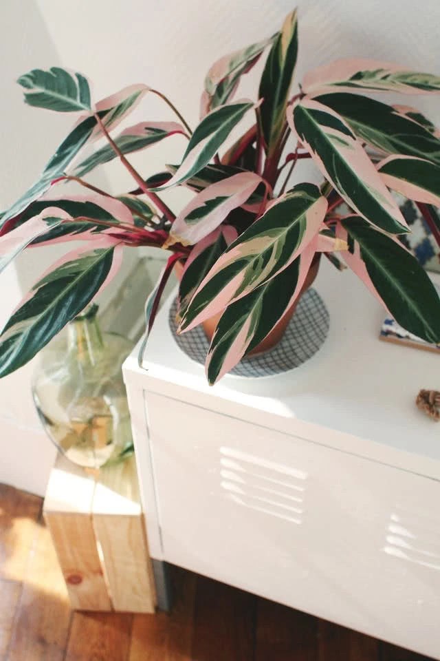 The leaves of these seven foliage plants are all pink. There are always varieties you like.