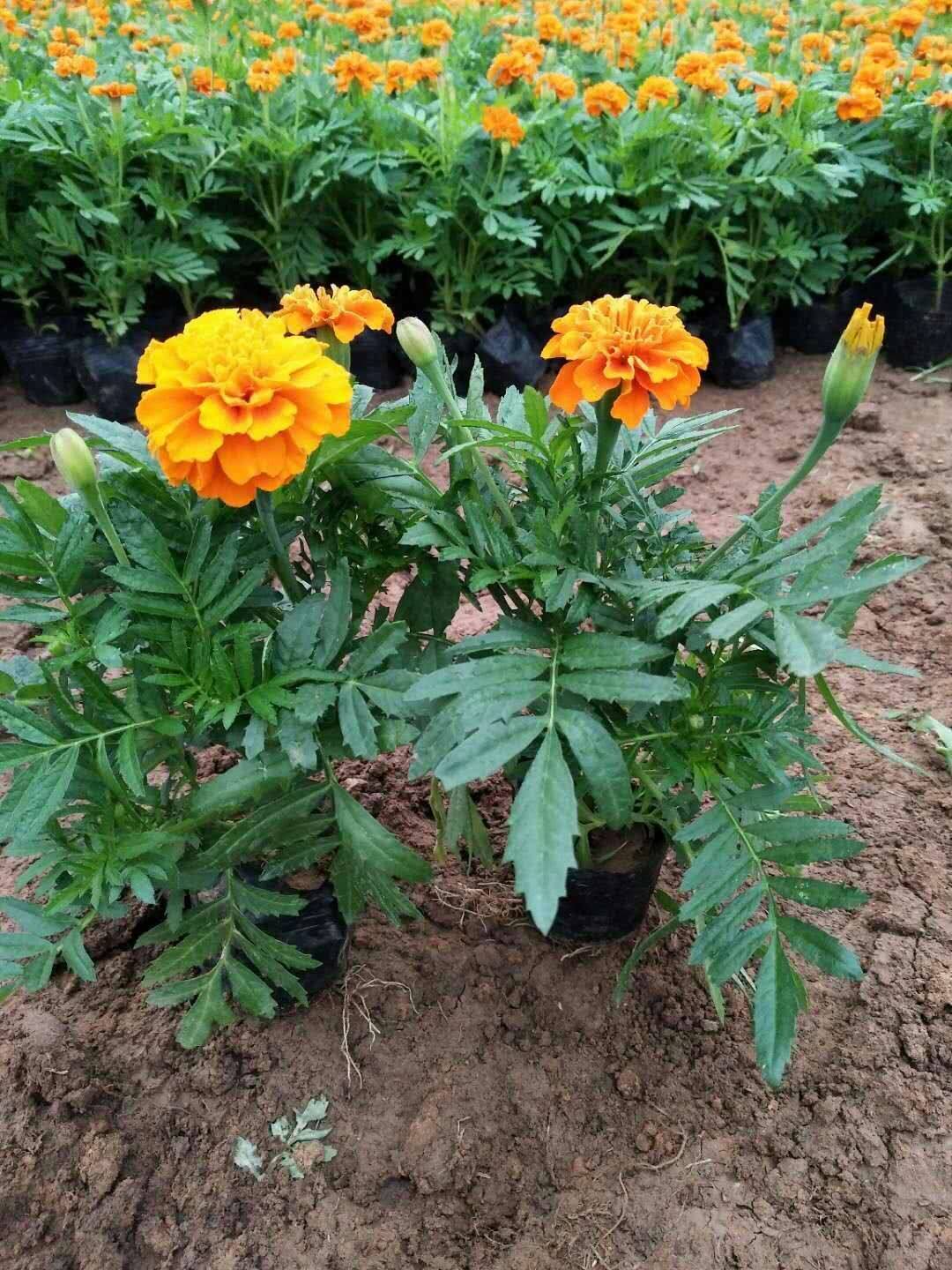 Teach you to raise chrysanthemum in the four seasons by hand to understand that beautiful flowers still bloom in the cold wind at 5 o 'clock