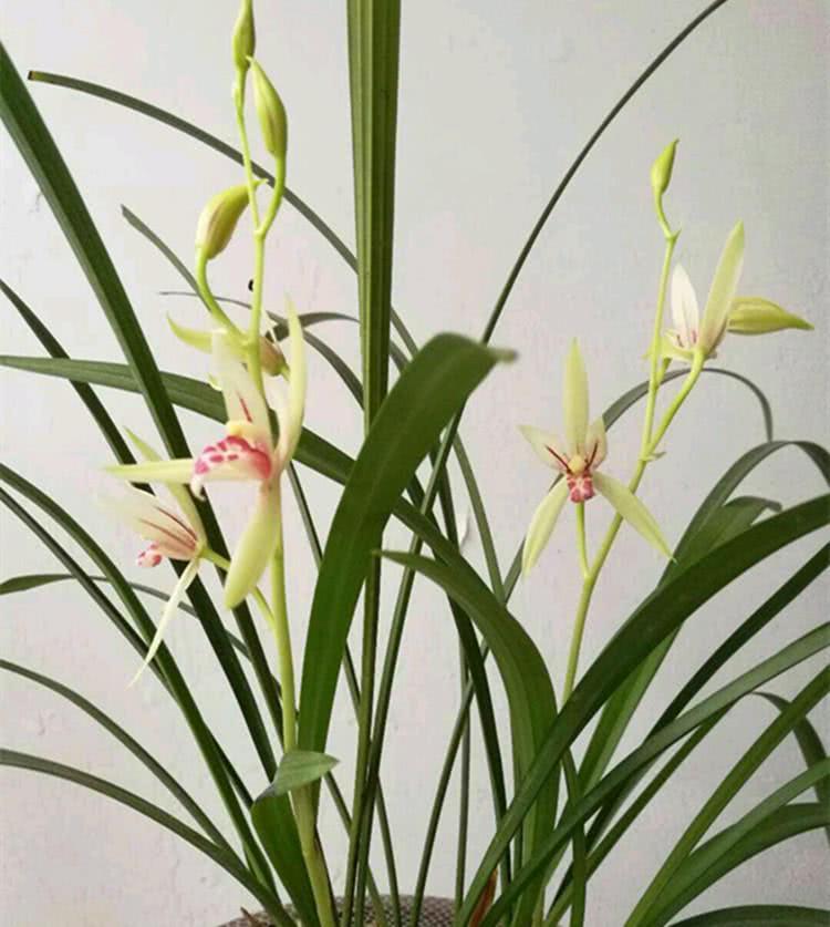 The tip of orchid leaves are yellowing. Learn 4 tricks not to panic.