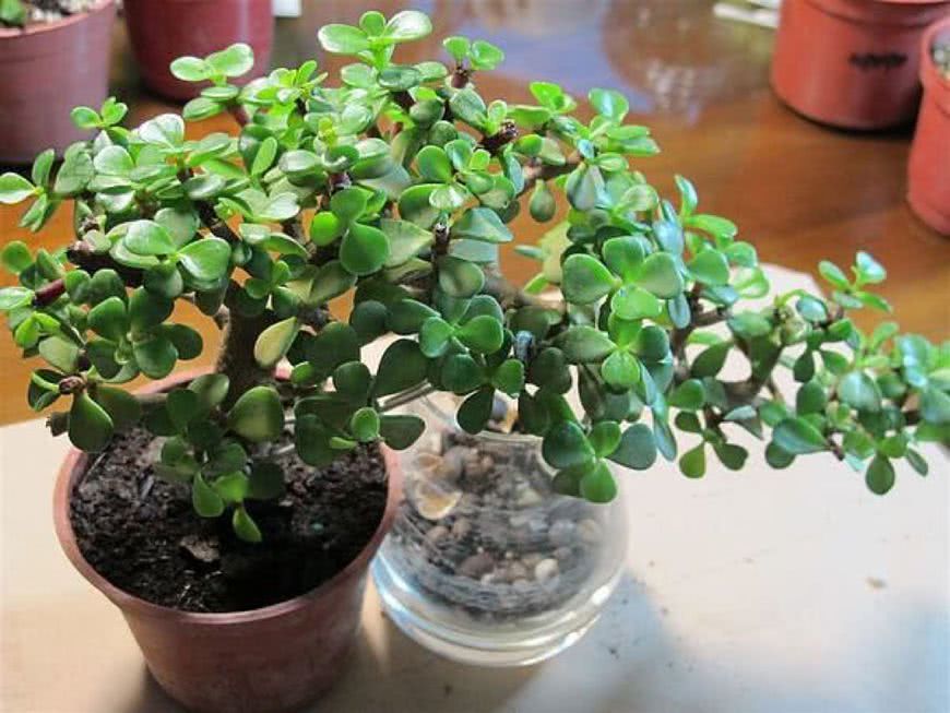 How can the golden branches and jade leaves be raised so that the potted plants will not lose the leaves and wilt and divide into several trees in one pot?