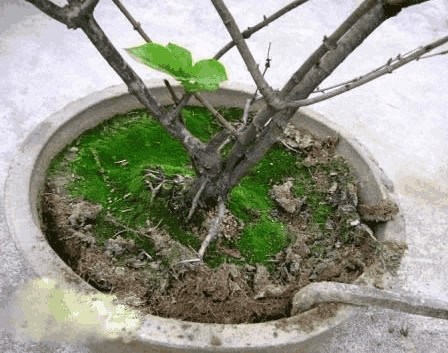 Do not change the soil, do not change the basin a little trick to easily solve the problem of basin soil consolidation