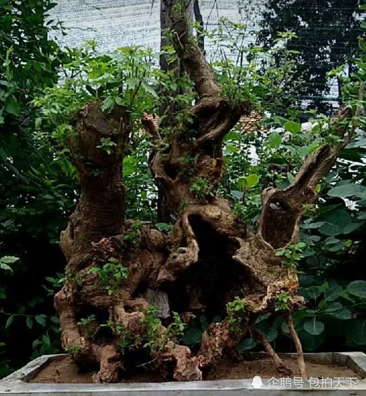 Bonsai appreciation: the old pile boutique bauhinia bonsai that you have never seen before is amazing. If you don't look at it, you will regret it.