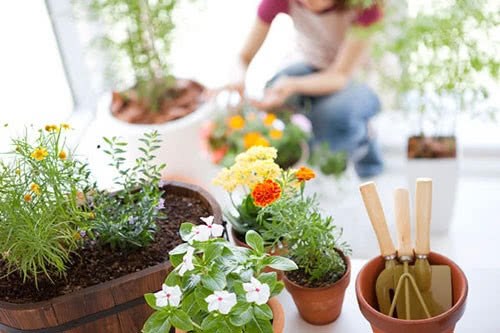 Take advantage of the present to drink some drinks for the plants at home, and there will be more flowers, roots, stout and blooming.