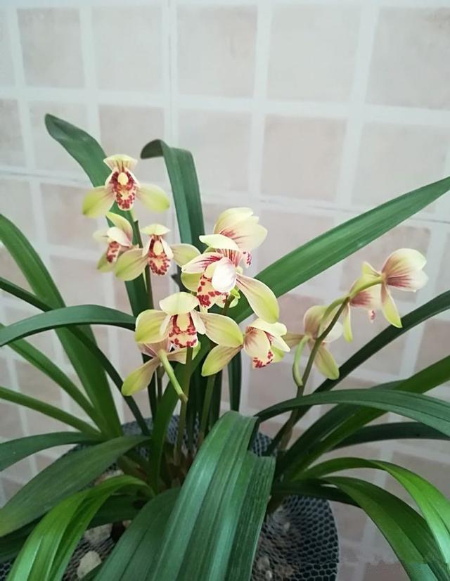 This orchid is cheap to maintain and easy to blossom for many seasons and the fragrance of flowers is all over the house.