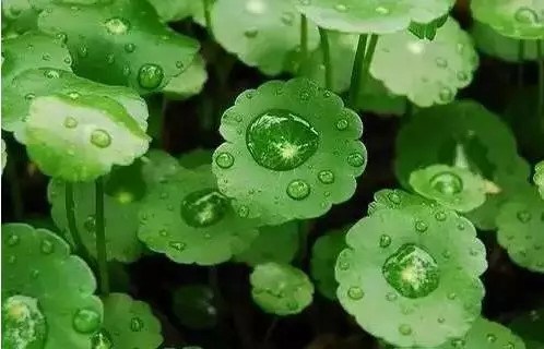 I want to make the leaves of copper grass as big as a plate of oil and green to please the eyes.