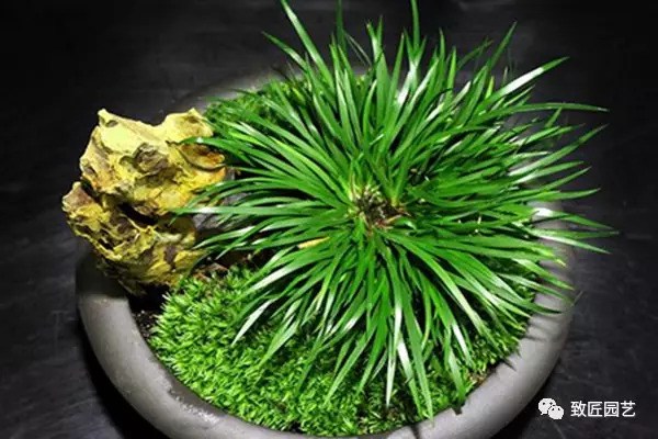 How to make calamus bonsai