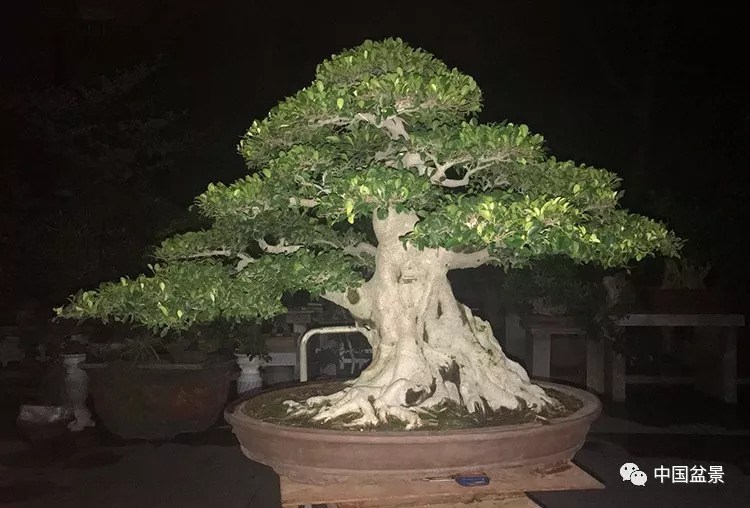 Bonsai people enjoy bonsai: contentment and gratitude