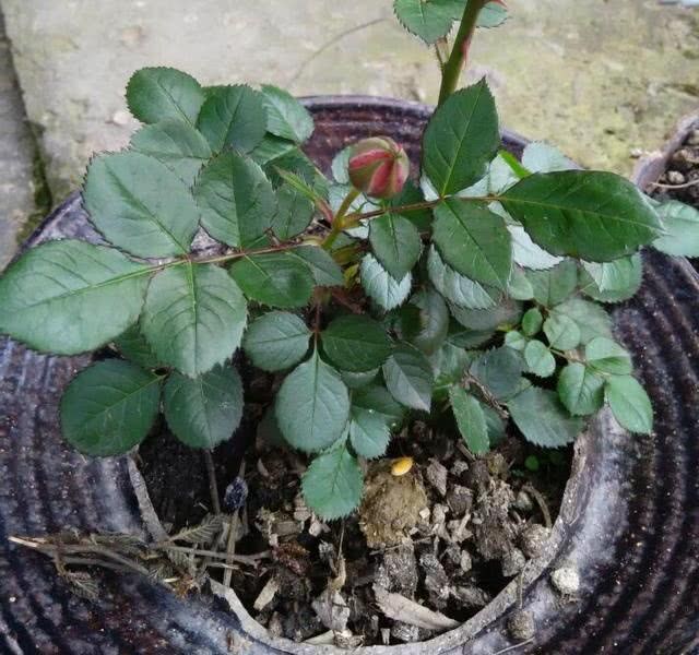 Picking up a few kimchi pots by the roadside as flowerpots to raise the rose, 30cm unexpectedly blossoms 10 flowers.