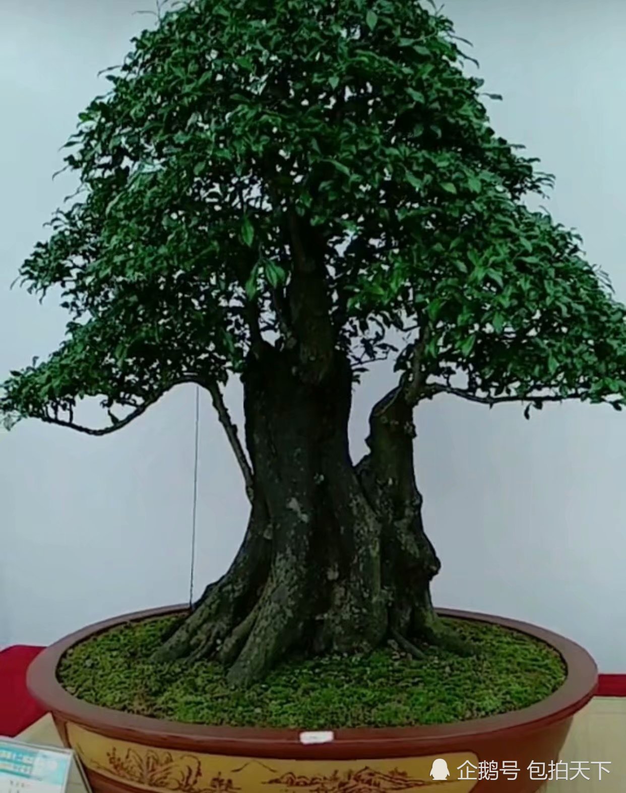 Bonsai appreciation: bonsai is a kind of formidable beauty is a kind of life is a kind of realm