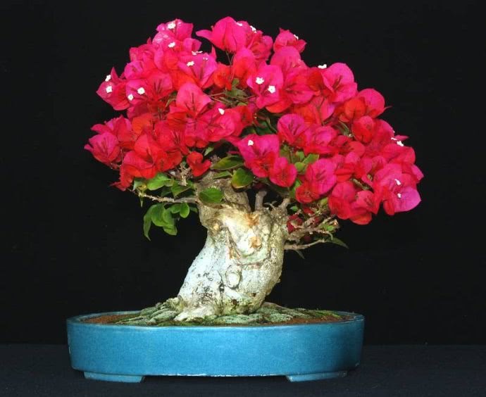 Don't wait for the bougainvillea blossoms foolishly. It's too difficult to manage the bougainvillea blossoms incorrectly.