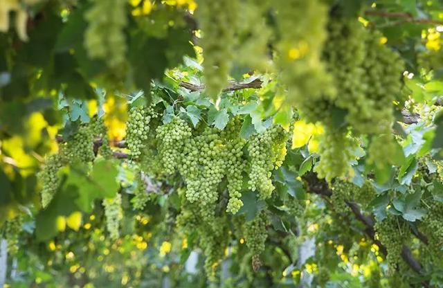 A mouthful of grapes without peeling or spitting seeds are so enjoyable that they can't be bought in the supermarket.