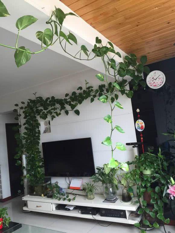 This green plant can make a plant wall, climb the ceiling and grow unexpectedly fast.