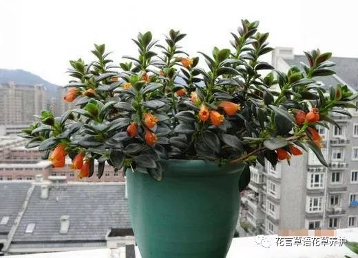 Culture method of goldfish hanging orchid