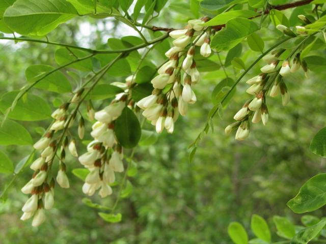 Do you know how to reproduce the leaves of Sophora japonica? Simple skills can be learned by rookies.