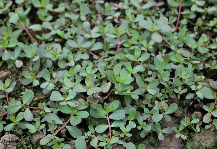 The humble grass on the roadside is a good baby for lowering blood pressure. The potted plants grow fast and you can pinch them if you want to eat them.