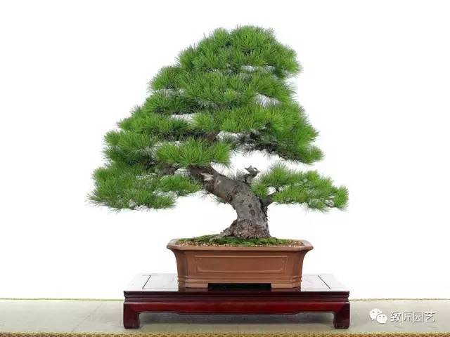 Management of Pine Bonsai all Year