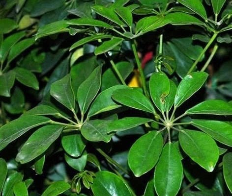 These four kinds of plants imply that you can't give them away to attract wealth and fortune.