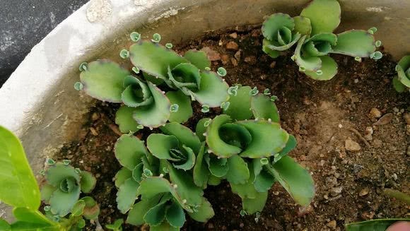 Take root when you land? Such a flower can grow buds on a pot of leaves.