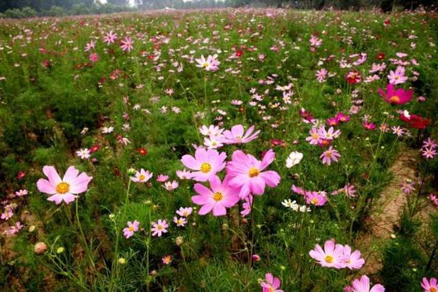 What kind of flower is Gesang flower? How to raise flowers with Xizang amorous feelings?